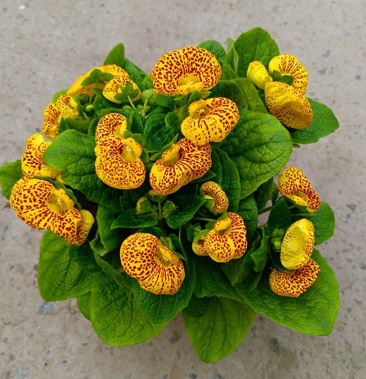 五彩荷包花 元宝花盆栽阳台庭院花卉报春花 带盆带土带花发