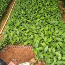 五指毛桃苗，基地大量现苗出售，种植提供种植技术，包回收…