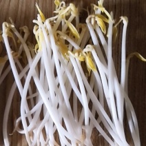 正宗豆芽保质保量价格美丽下单秒发