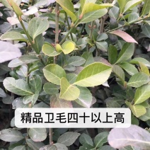 卫茅