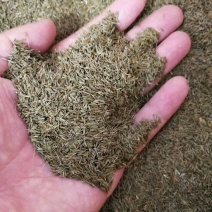 基地直销纯新大叶蒲公英籽【技术指导包回收】