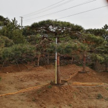 造型油松造型黑松造型松油松黑松松树