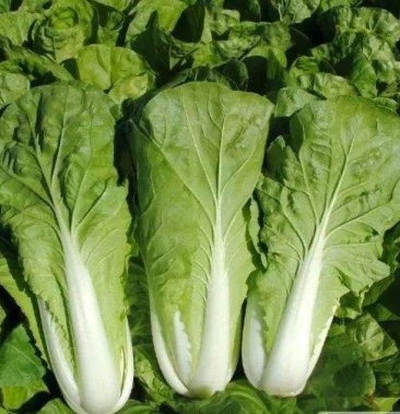 精品毛白菜,.