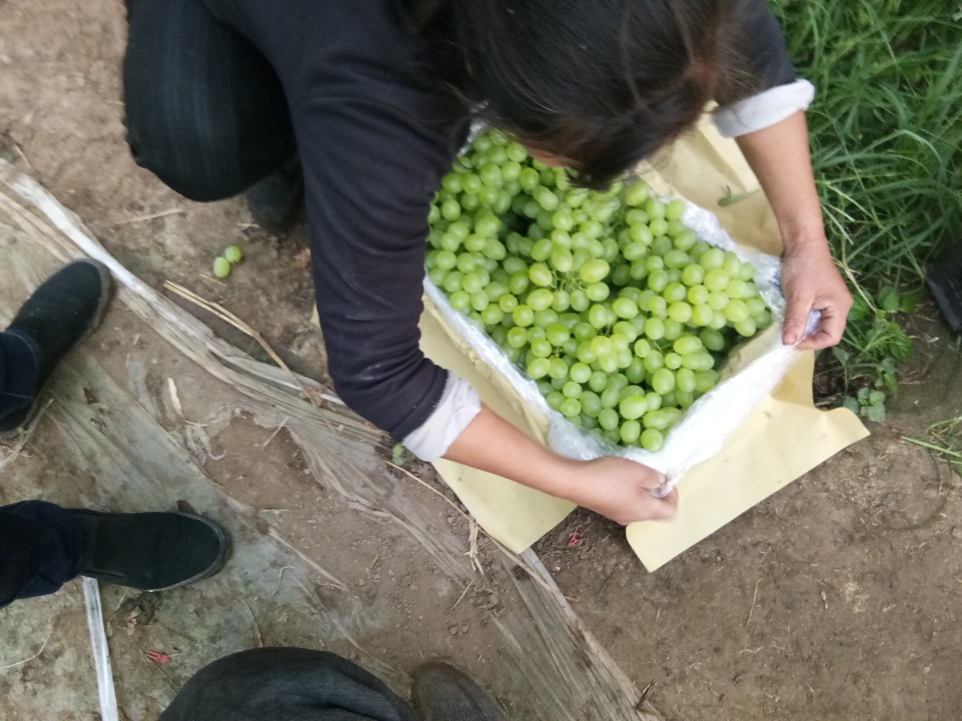 维多利亚葡萄种植基地中的果农正在进行田间管理,体现现代农业技术应用 一名果农正在葡萄园中检查维多利亚葡萄的生长情况,手持记录本,周围藤蔓整齐,果实已显金黄色,展现精细化农业管理模式