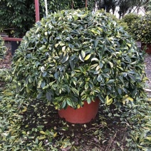 花叶灰莉
