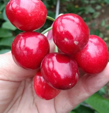 [樱桃批发]早红宝石价格30.00元/斤 - 一亩田