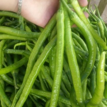 薄皮二荆条