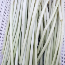 蒲菜