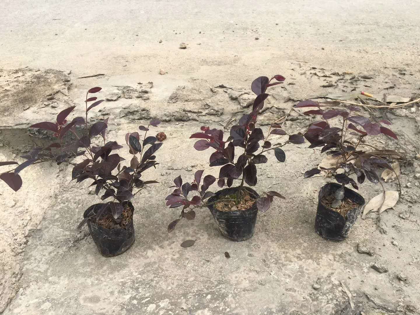 展示八角金盘在冬季室内养护时的摆放位置与光照条件 八角金盘冬季室内养护场景