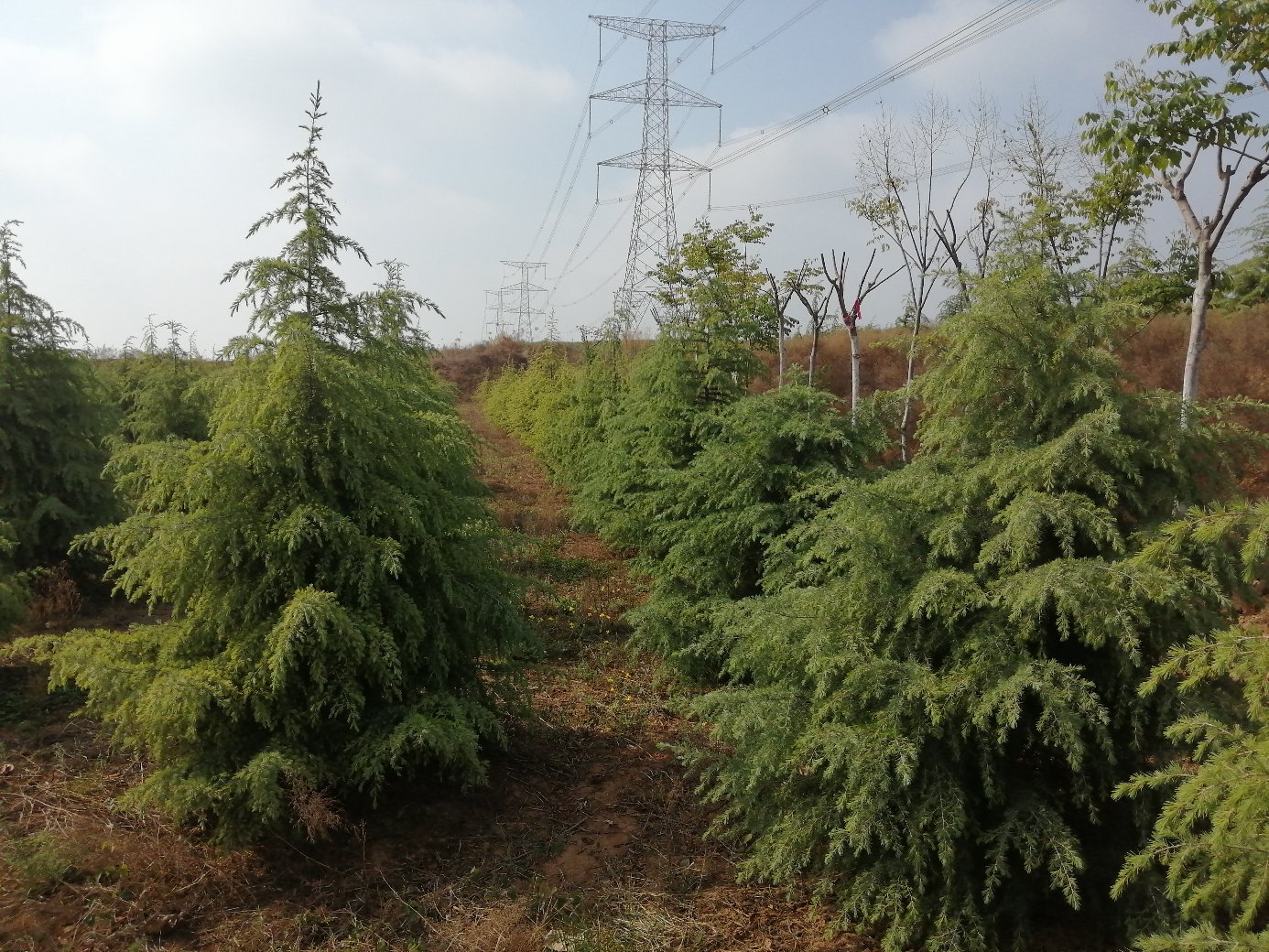 五角枫行道树单株特写