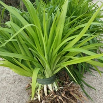 萱草