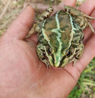 黑斑蛙:商品蛙-种蛙~幼蛙~蝌蚪