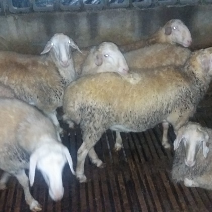 杭州湖羊产地行情