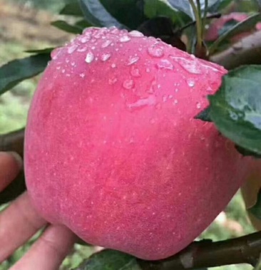 云南昭通苹果冰糖心新世纪