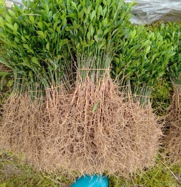 枳壳奶苗枳壳小苗.根须旺盛