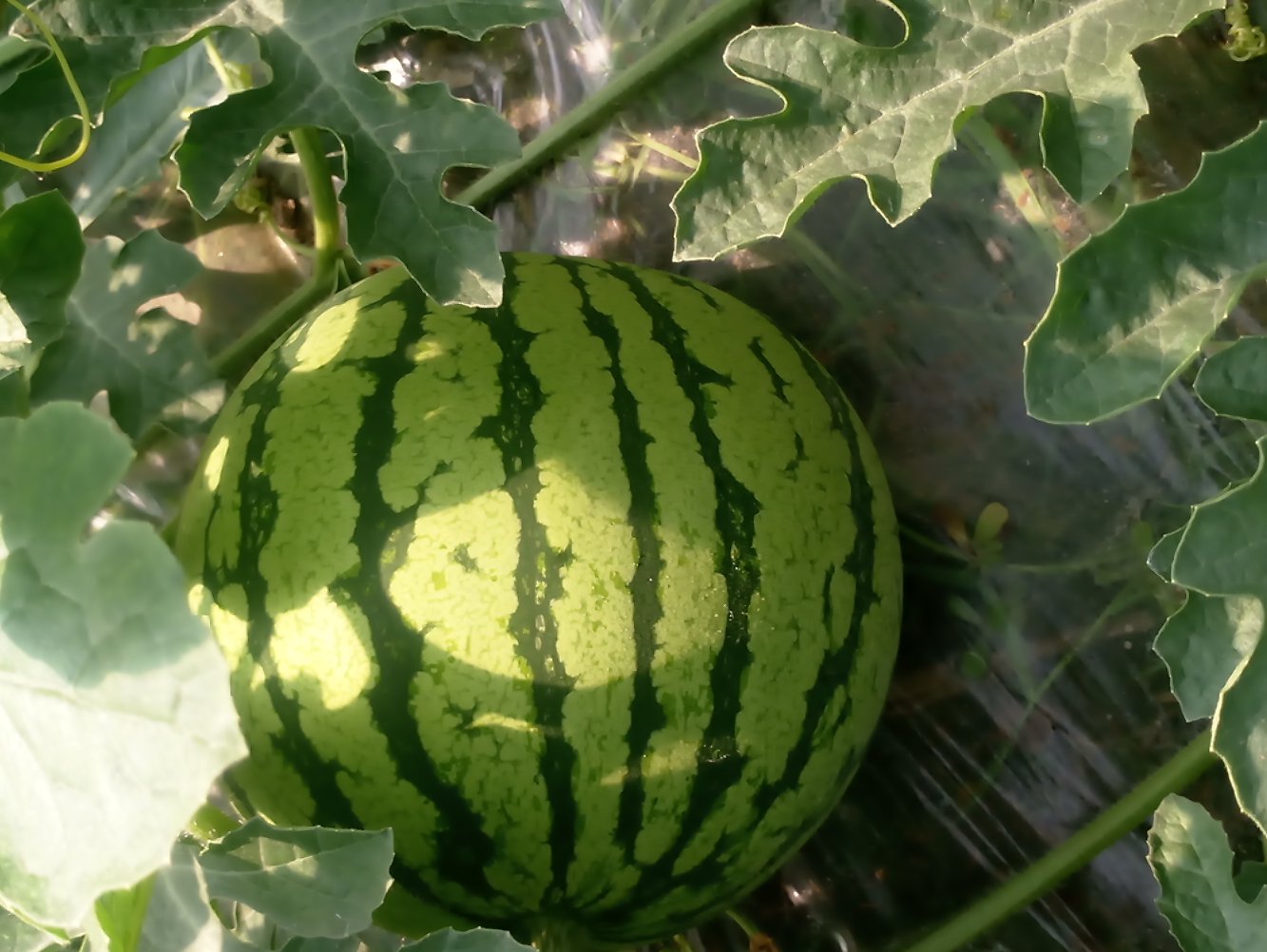 玉菇甜瓜种植场景