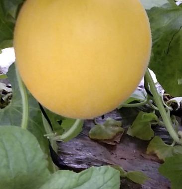 沙白甜瓜熟了有要的联系有现货