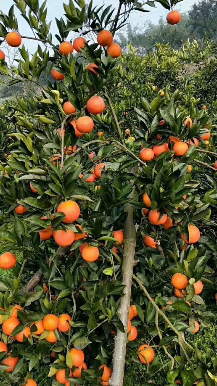 [柑桔苗批发]塔罗科血橙苗 早熟 晚熟 基地直销 品质保证价格2.