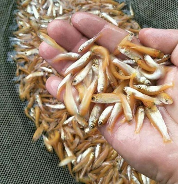 [金草鱼批发]金草鱼,金丝皖价格0.50元/个 - 一亩田