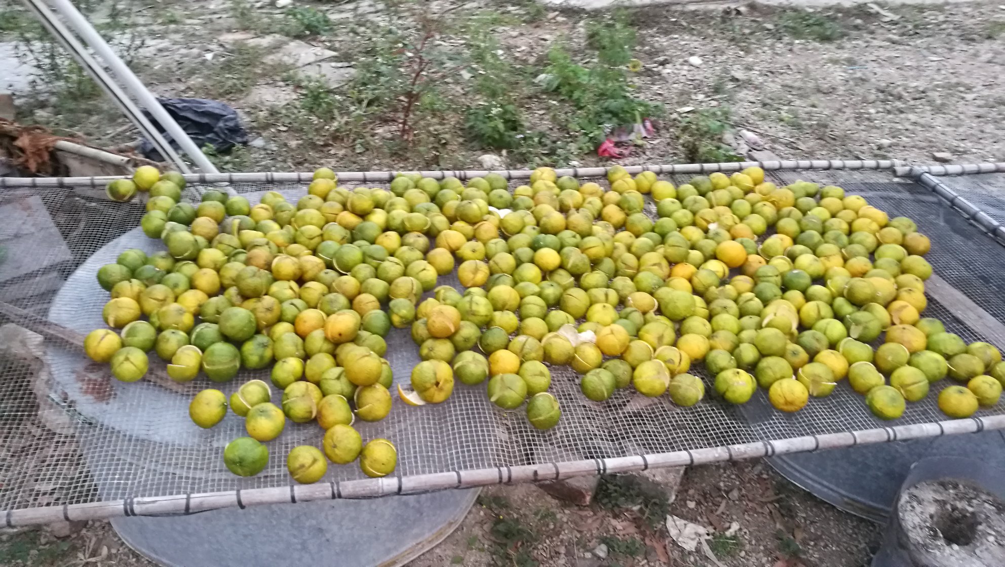 蜜橘果干晾晒过程 蜜橘果干晾晒过程