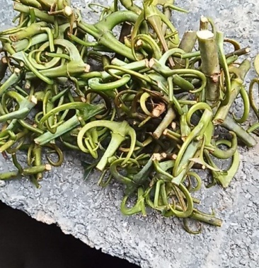 长期供应纯野生勾藤