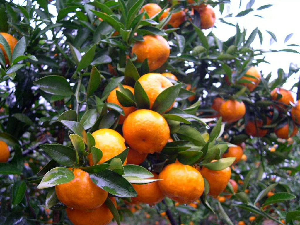 脐橙果实着色与糖分积累对比图