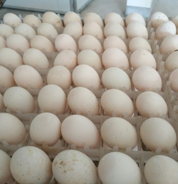 10枚装药膳连城白鸭种蛋受精蛋孵化用圆通包邮