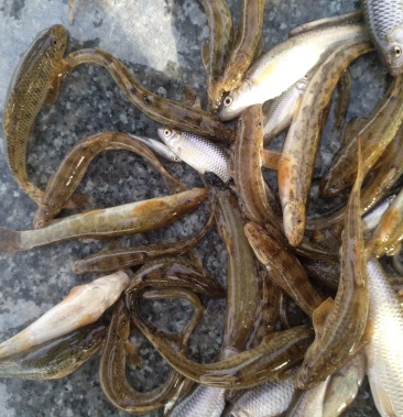 [泥鳅批发]北方花泥鳅价格15.00元/斤 - 一亩田