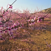 出租山地，可种植，养殖，搞农家乐，