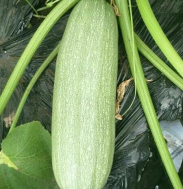 [西葫芦批发]东北地产大角瓜价格1.20元/斤 - 一亩田