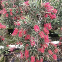 多花红千层，美花红千层绿化庭院行道观赏树苗.可以零售