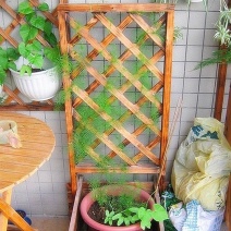羽叶茑萝花种子四季种易活庭院阳台盆栽爬藤植物开花不断花草