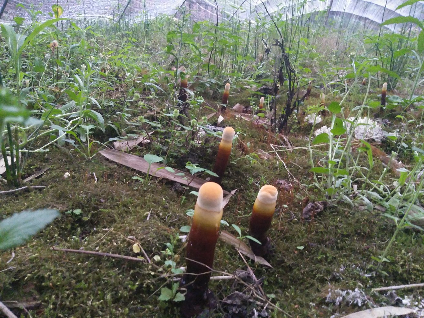 灵芝生长所需的温度、湿度、光照和通风环境示意图 灵芝生长环境示意图