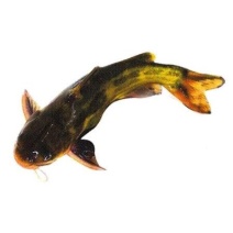 黄颡鱼苗黄辣丁鱼苗黄骨鱼苗3-5cm