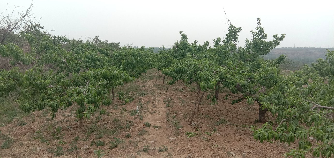 山东省临沂市蒙阴县连片种植的红不软桃果园,无人机航拍视角下整齐排列的果树形成绿色网格,部分果树已挂满红彤彤的果实,田间设有水肥一体化灌溉系统和防雹网设施,远处可见丘陵地貌 蒙阴县红不软桃果园航拍