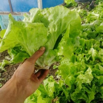 青叶生菜精品生菜大量上市质量保证诚信经营批发