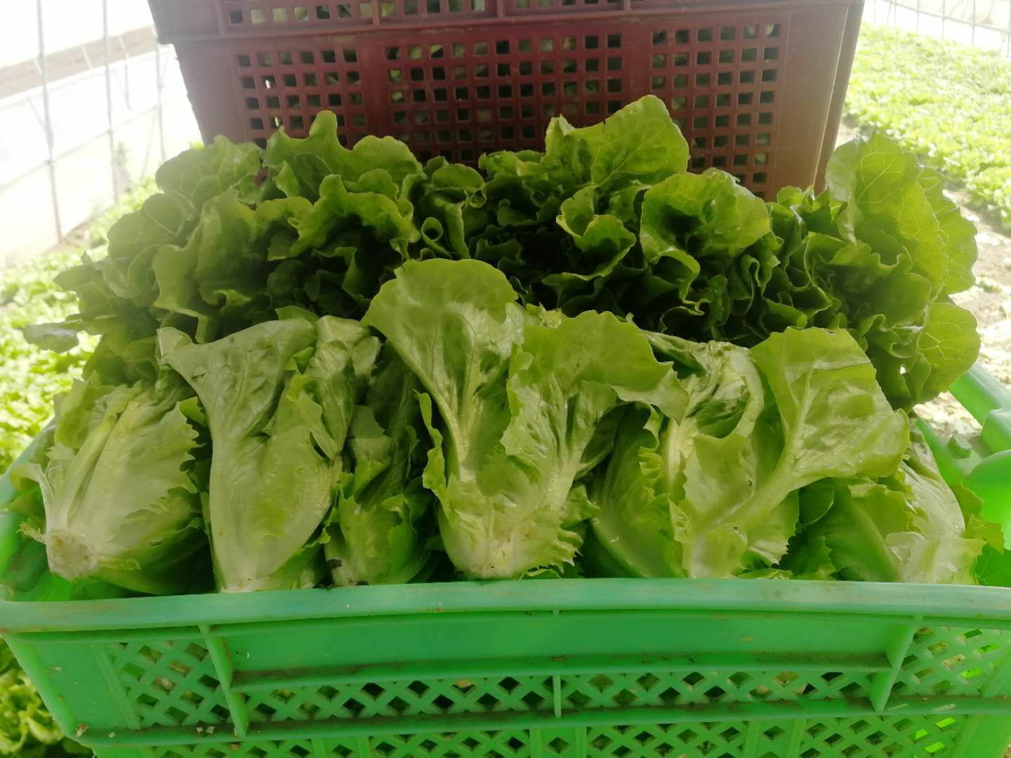 工人正在清晨采收散叶生菜,手持剪刀从根部切割,生菜叶片完整、色泽鲜亮,旁边有塑料筐盛放采收产品,背景为遮阳网覆盖的大棚,地面湿润,体现标准化采收流程 散叶生菜采收与包装现场图