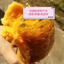八月瓜苗【黄金霸】九月黄苗送苗-种植-包回收亩产5千斤