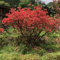 映山红精品货大量现货供应，欢迎有需要的新，老客户来实地考
