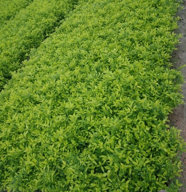 黄金叶 雪梅 黄金叶袋苗 球型 绿篱,花坛工用苗