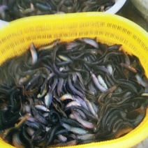 批发台湾泥鳅，20至30个一斤