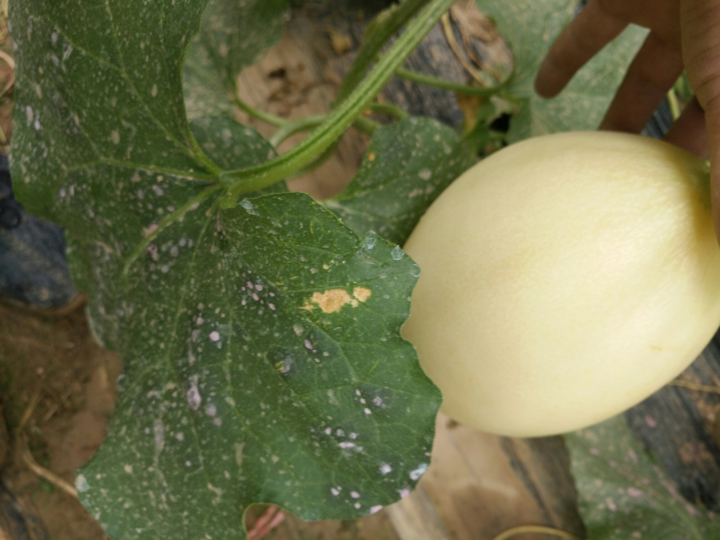 一位农民在阳光下的瓜田中手持刚采摘的翠梨甜瓜，身后是一片茂盛的藤蔓植被，瓜果累累，画面充满丰收喜悦氛围