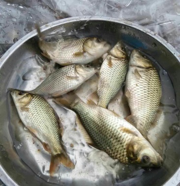 [鲤鱼批发]禾花鲤鱼价格13.00元/斤 - 一亩田