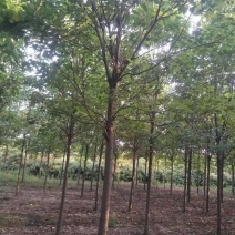 秋树梓树1---15公分