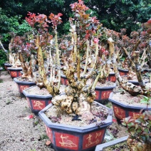 紫薇桩
