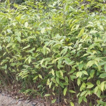 沉香苗，海南沉香木，绿化苗，名贵苗木，沉香木苗