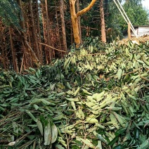 云南省屏边县，新货桂皮