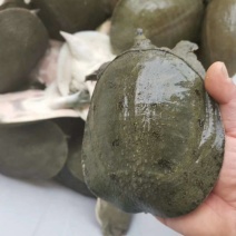 甲鱼
