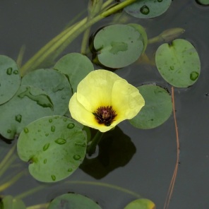 [鹅蛋批发]鹅蛋鲜鹅蛋土鹅蛋农家自产大鹅蛋保质保量散养大鹅蛋价格2.