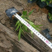 夹竹桃，各种绿化苗木有需要的联系，量大优惠欢迎新老客户下